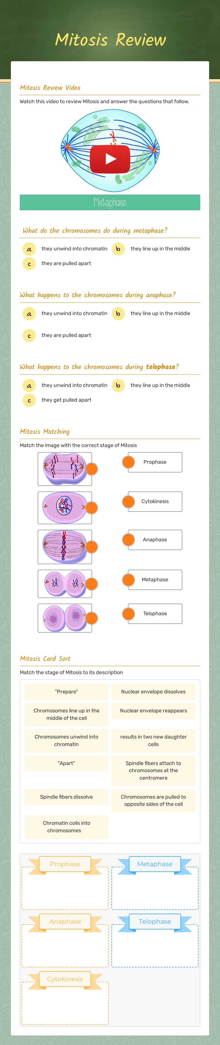 Mitosis Review worksheet preview image
