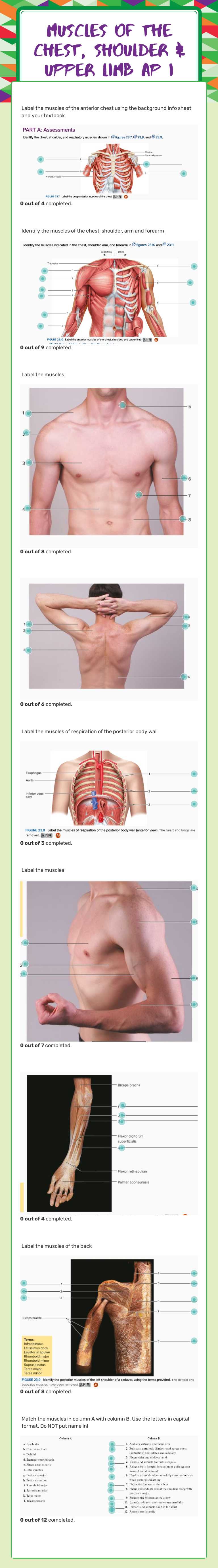Muscles of the CHest, Shoulder & Upper limb AP I worksheet preview image