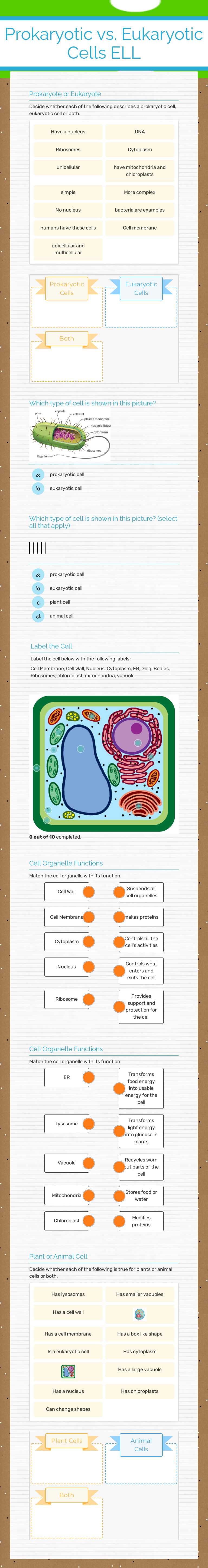 Plant vs Animal Cells
ELL worksheet preview image
