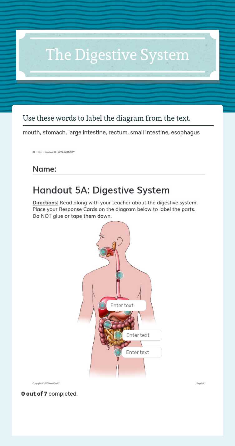 The Digestive System worksheet preview image