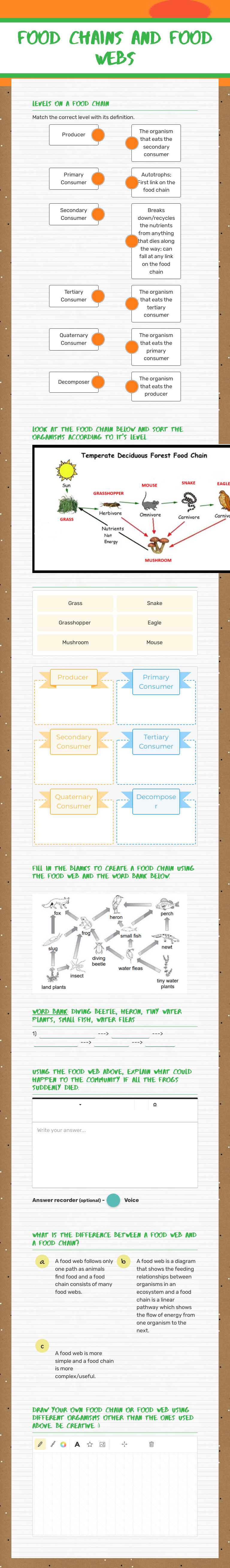 Food Chains and Food Webs worksheet preview image
