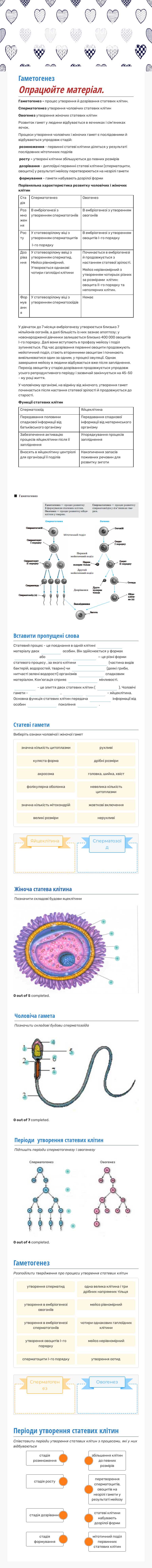 Статеві клітини. Особливості гаметогенезу у людини. Grade 10 worksheet preview