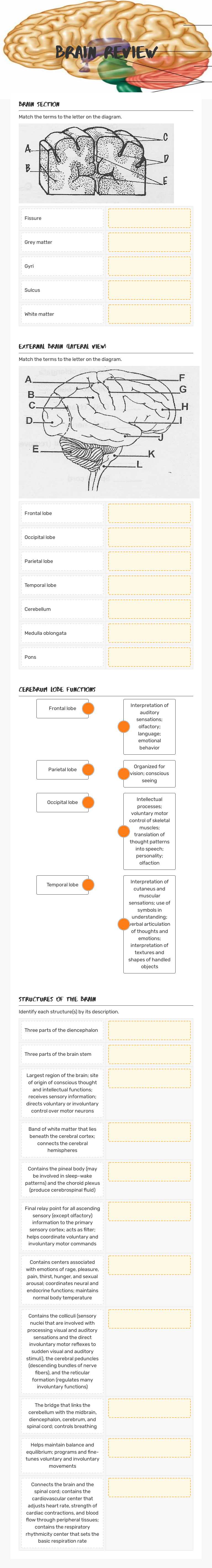 Brain Review worksheet preview image