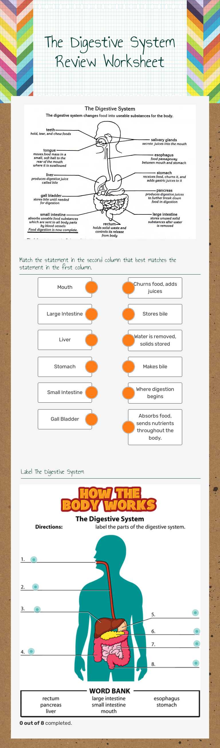 The Digestive System Review Worksheet worksheet preview image