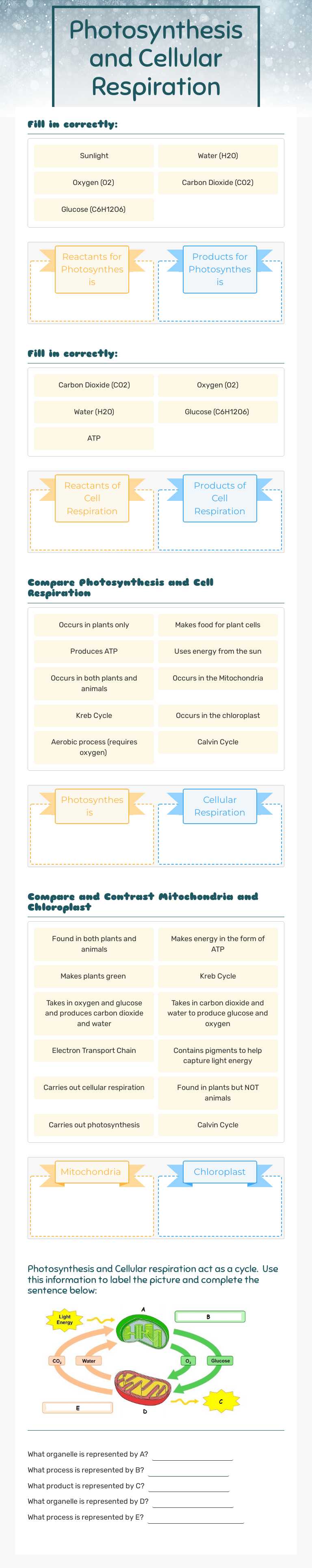 Photosynthesis and Cellular Respiration Grade 10 worksheet preview