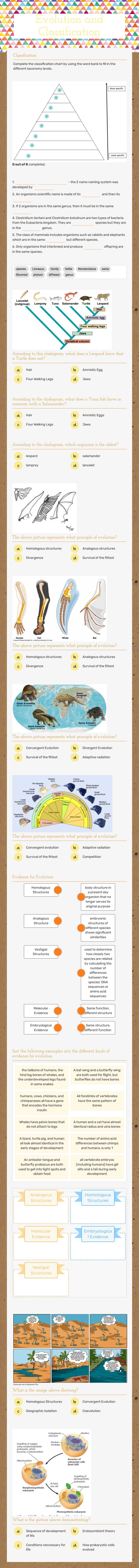 Evolution and Classification worksheet preview image