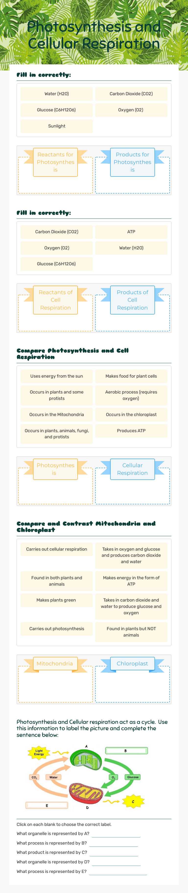 Photosynthesis and Cellular Respiration worksheet preview image