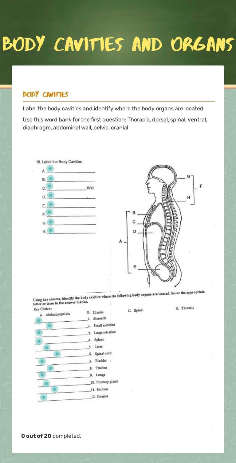 Body Cavities and organs worksheet preview image