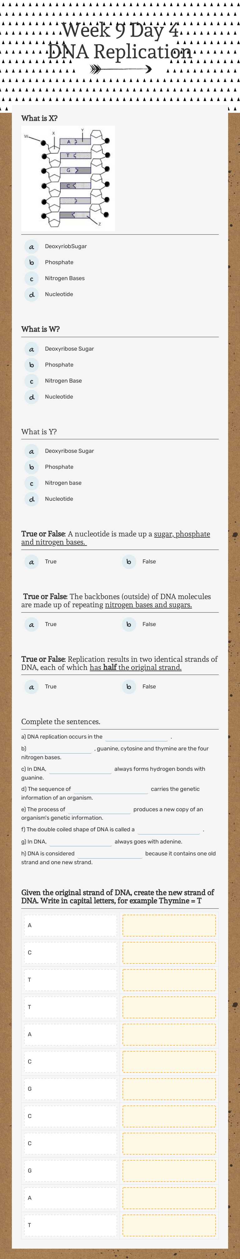 Week 9 Day 4 DNA Replication worksheet preview image