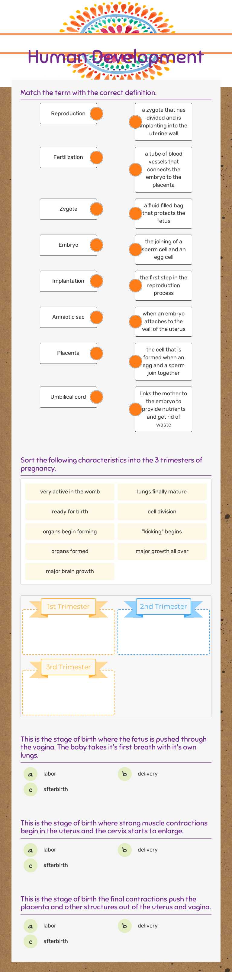 Human Development worksheet preview image