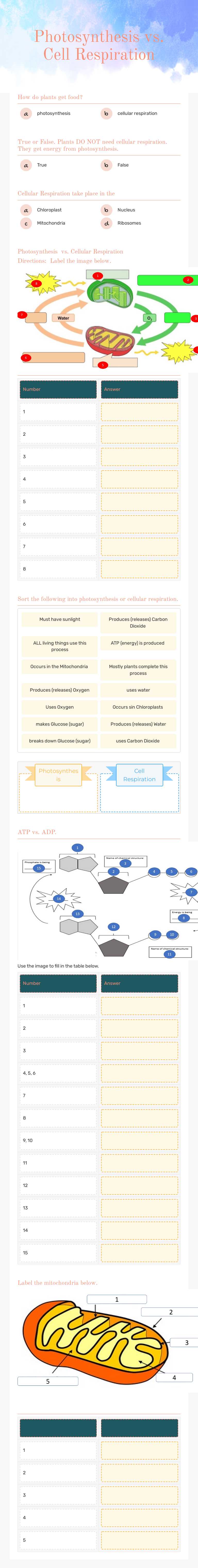 Photosynthesis vs. Cell Respiration Grade 9 worksheet preview