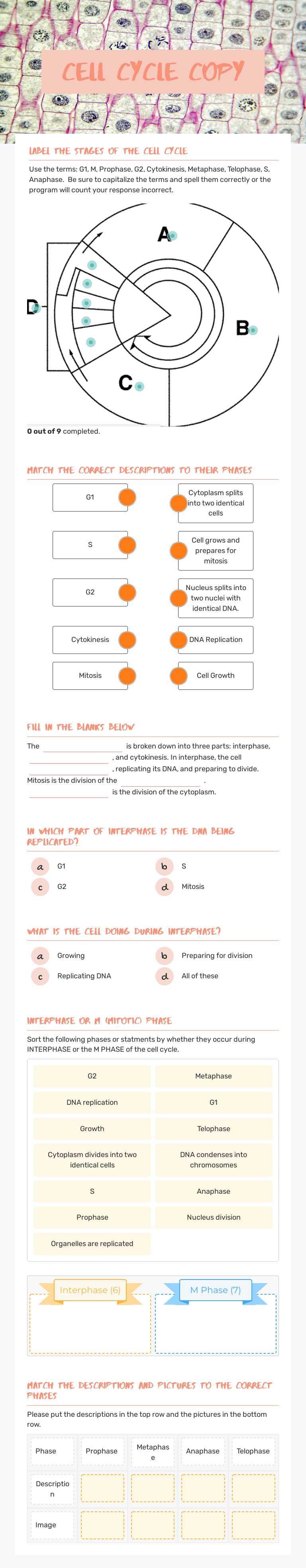 Cell Cycle Copy by Victoria Fuller | Interactive Worksheet | Wizer.me
