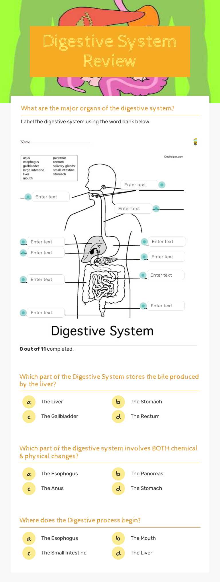 Master the digestive system! Review key organs, functions, and ...