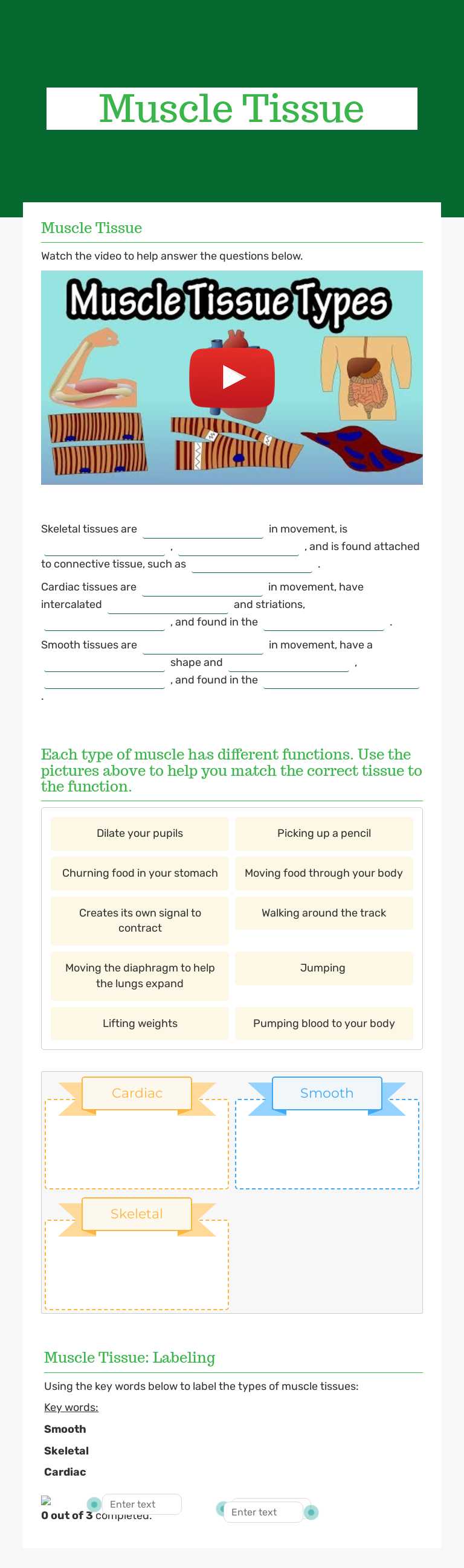 Muscle Tissue worksheet preview image