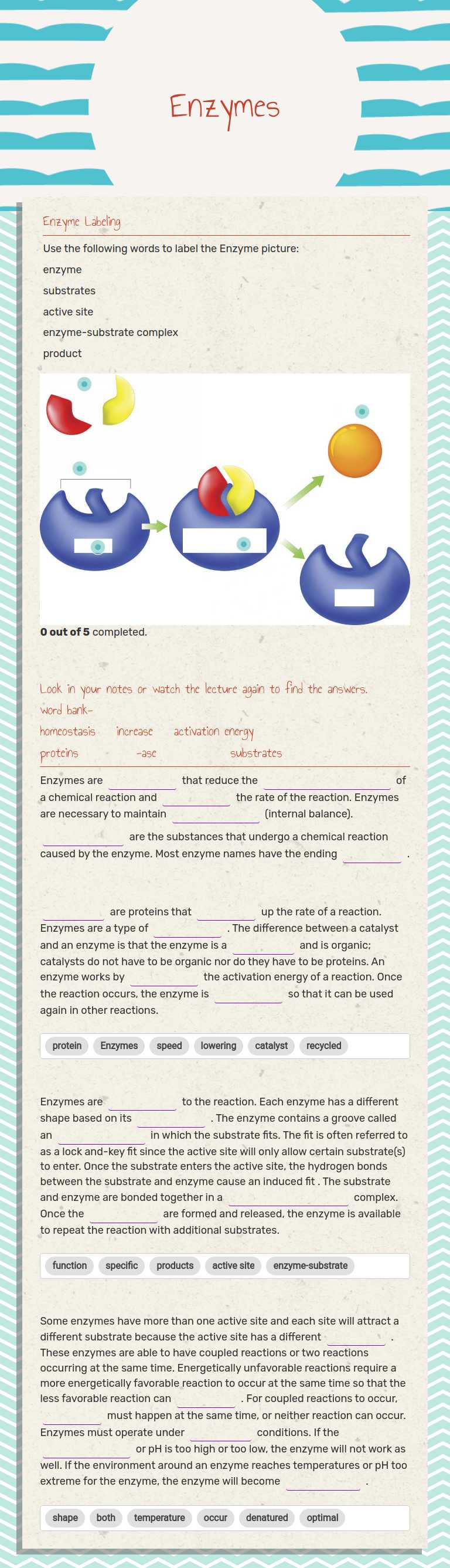 Enzymes worksheet preview image
