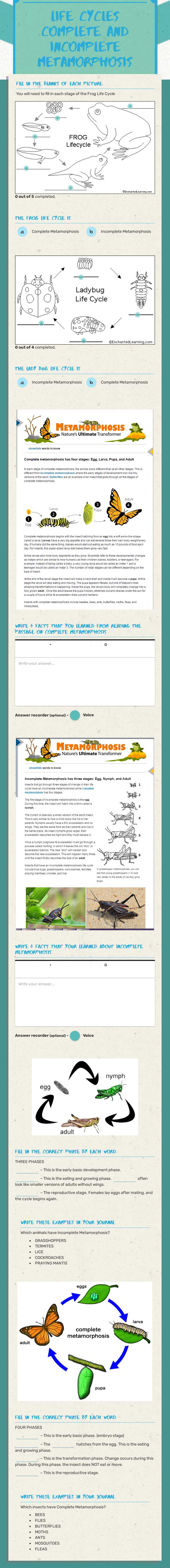 LIFE CYCLES
Complete and incomplete Metamorphosis worksheet preview image