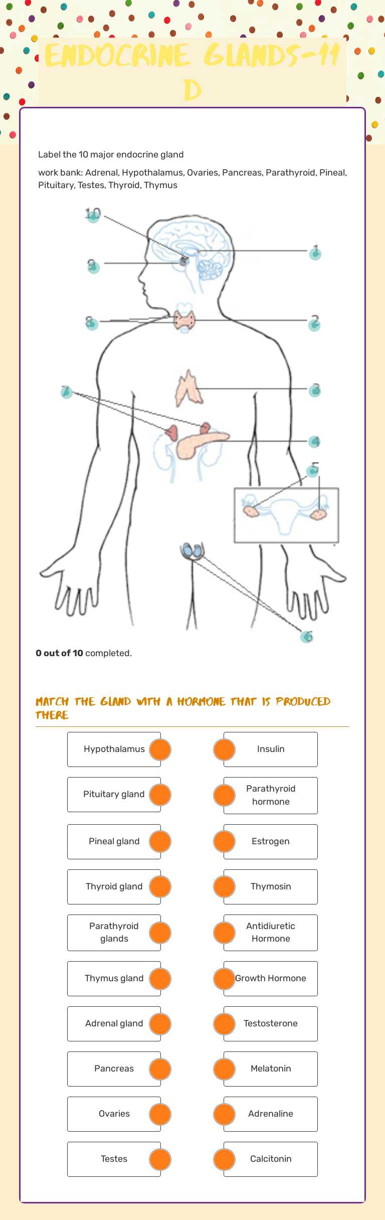 Endocrine Glands-11 D worksheet preview image