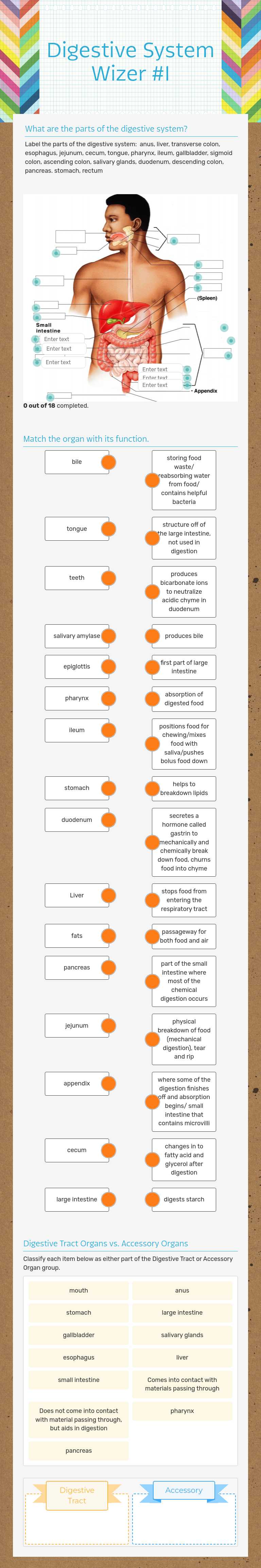 Digestive System      Wizer #1 worksheet preview image