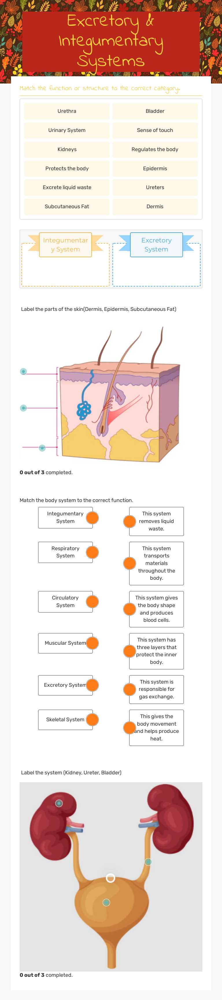 Excretory & Integumentary Systems worksheet preview image