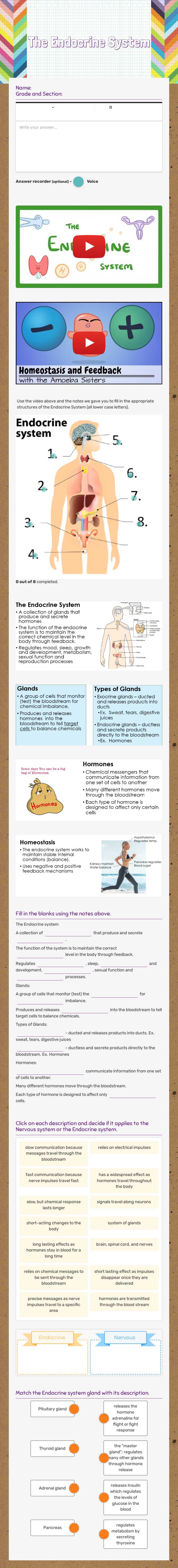 The Endocrine System worksheet preview image