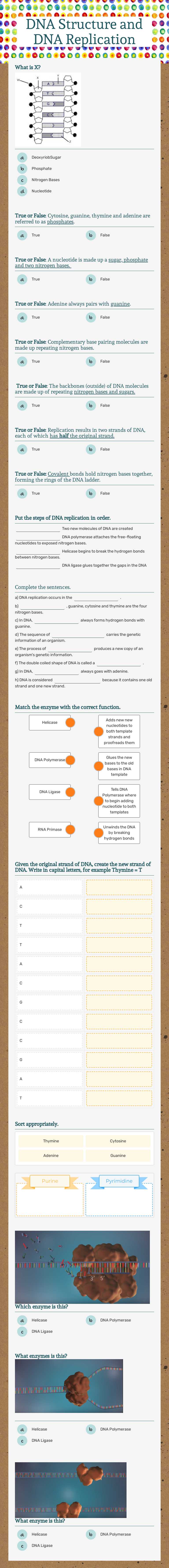 DNA Structure and DNA Replication Grade 9 worksheet preview