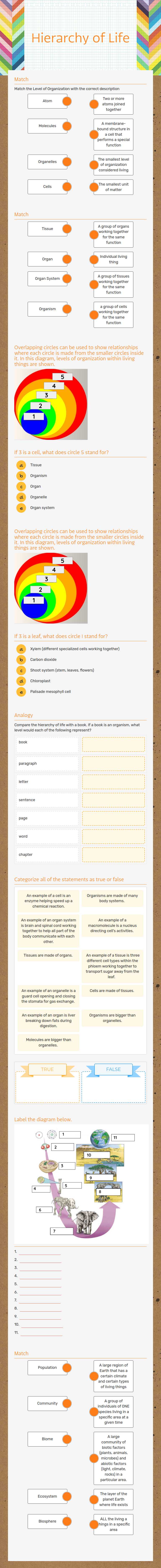 Hierarchy of Life worksheet preview image