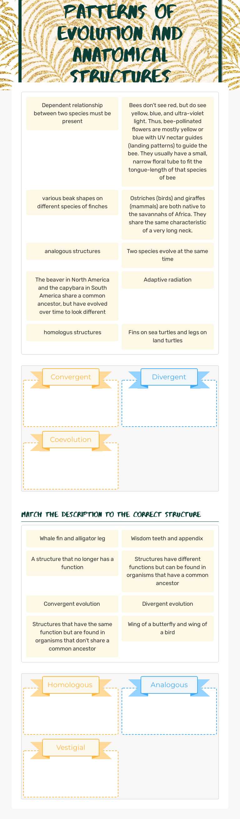 Patterns of Evolution and Anatomical Structures worksheet preview image