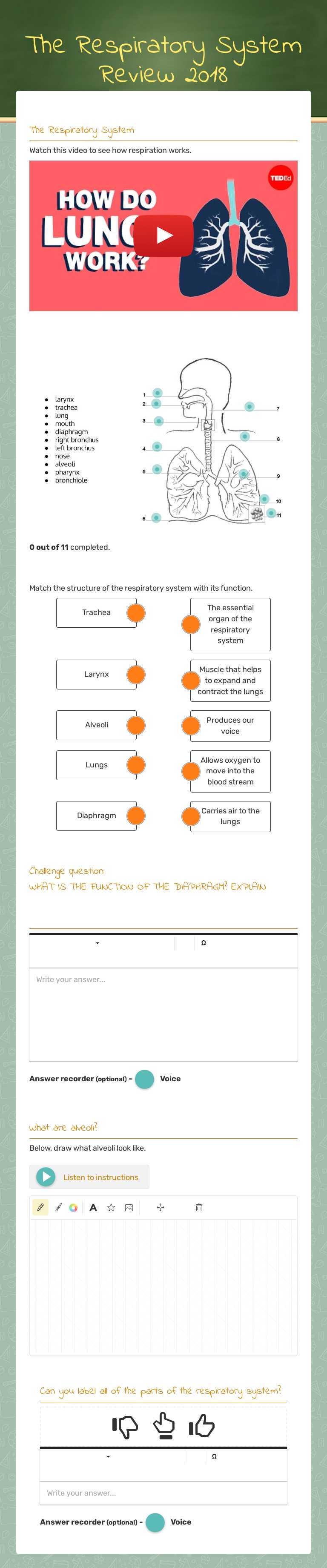 The Respiratory System Review 2018 worksheet preview image