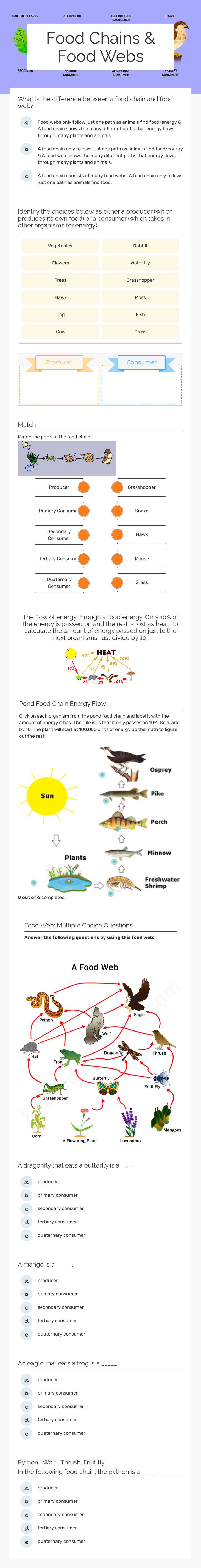 Food Chains & Food Webs worksheet preview image