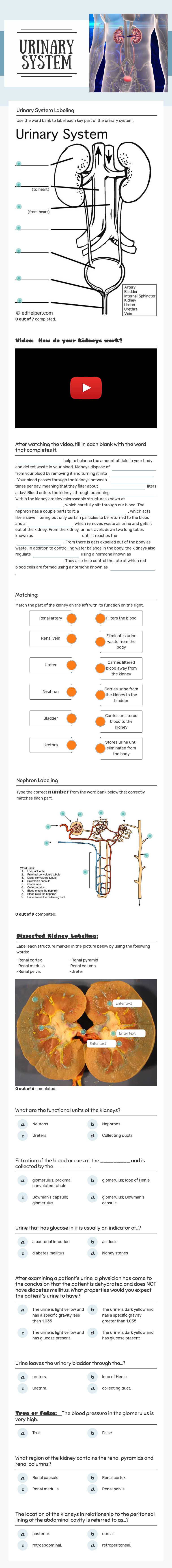 Urinary 
System worksheet preview image