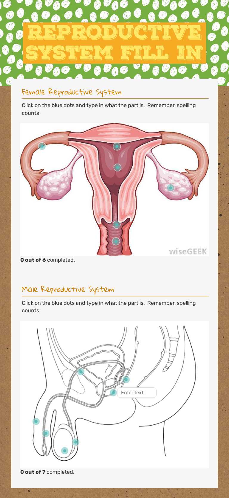 Reproductive System Fill in worksheet preview image