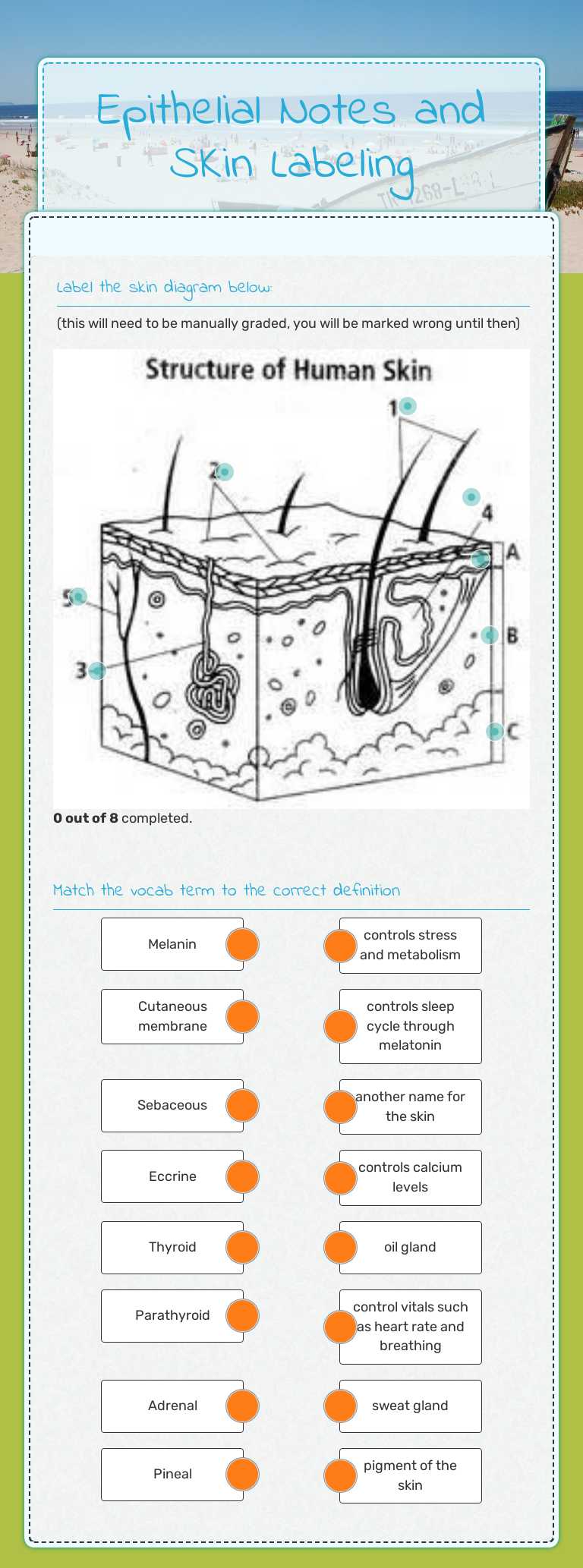Epithelial Notes and SKin Labeling worksheet preview image