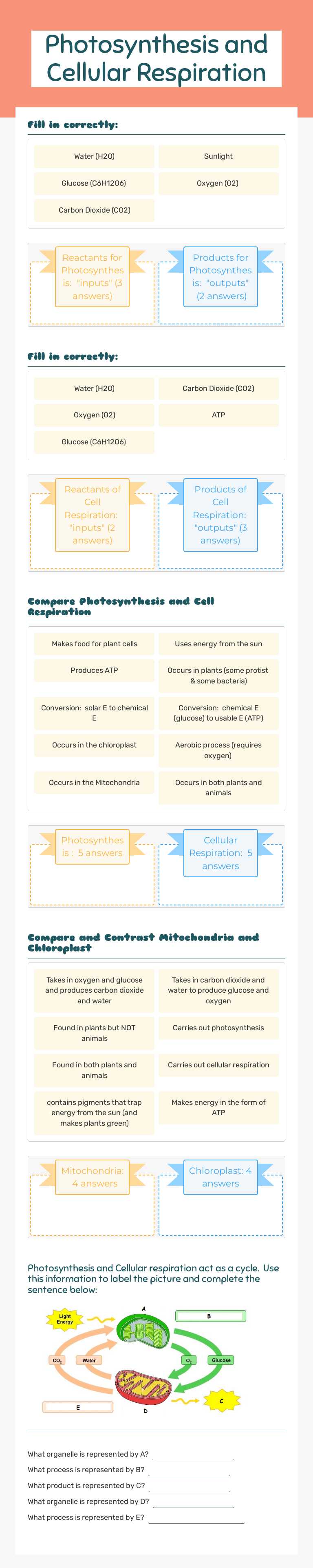 Photosynthesis and Cellular Respiration worksheet preview image