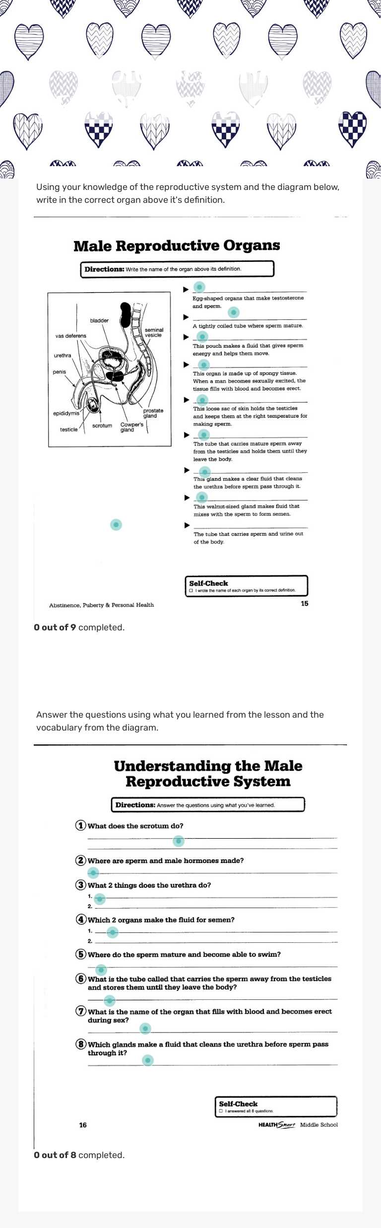 Biological Male Reproductive System worksheet preview image