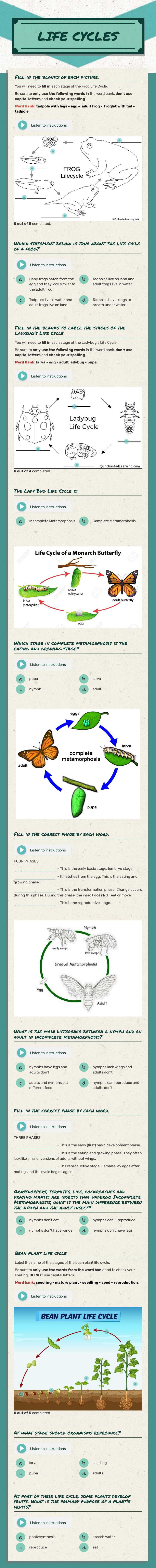 LIFE CYCLES worksheet preview image
