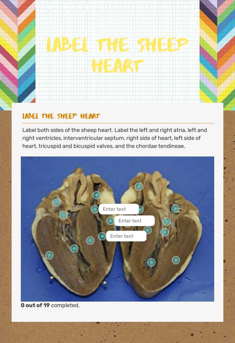 Label the sheep heart worksheet preview image