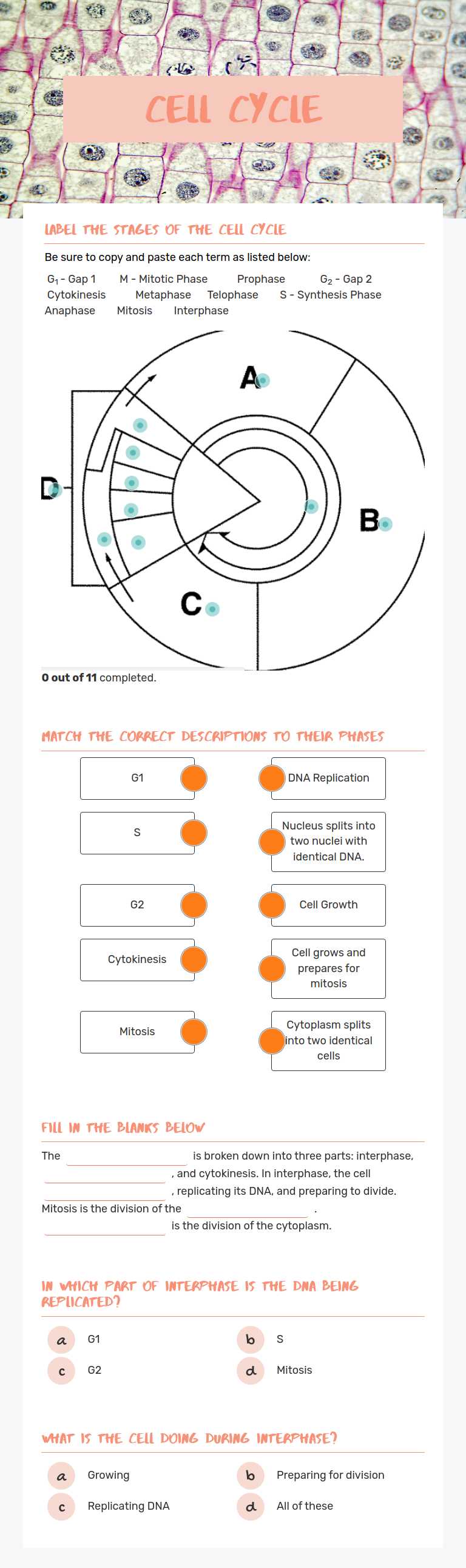 Cell Cycle worksheet preview image