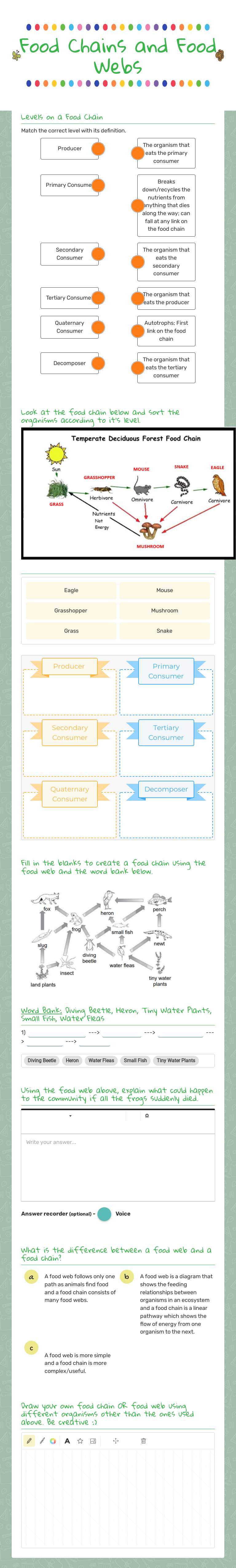 Food Chains and Food Webs worksheet preview image