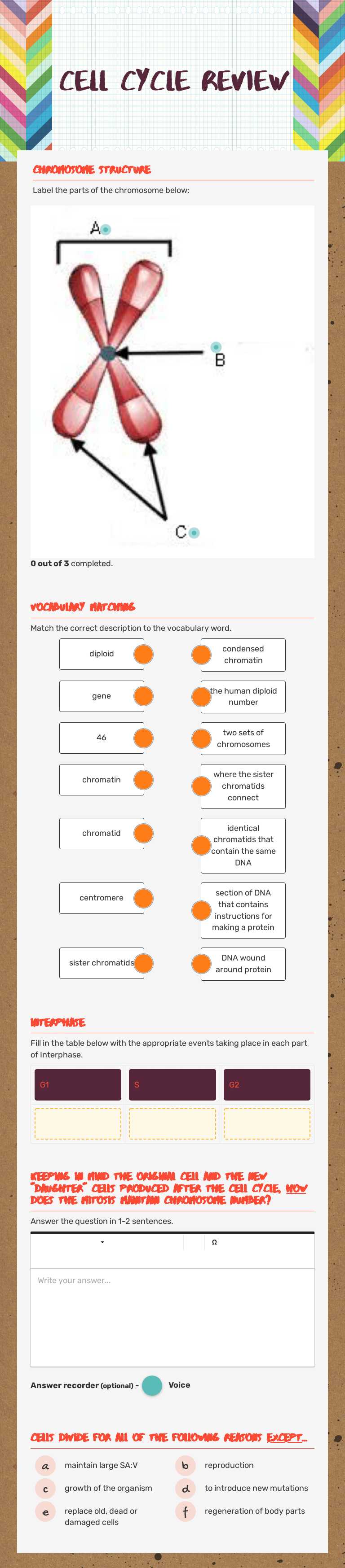 Cell Cycle review worksheet preview image