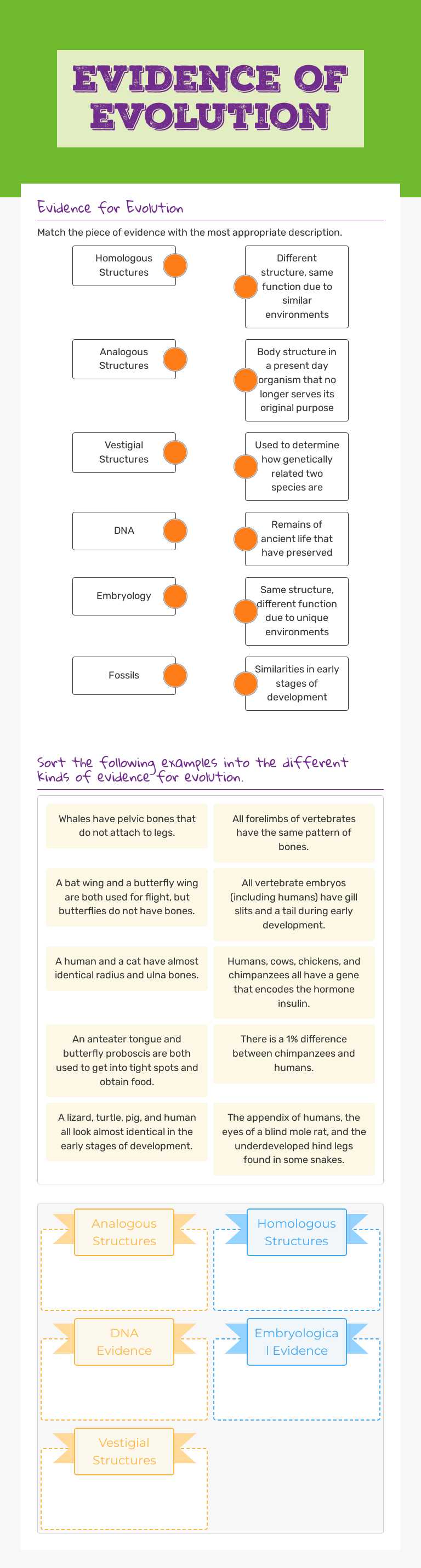 Evidence of Evolution worksheet preview image