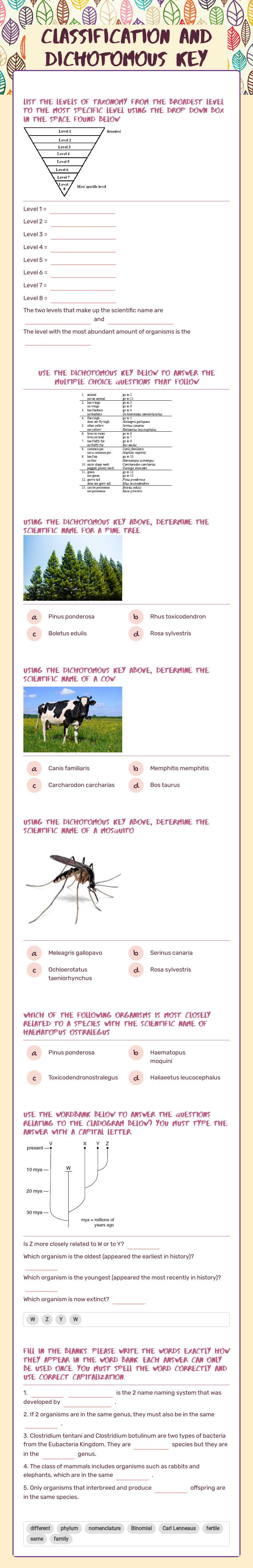 Classification and Dichotomous Key worksheet preview image