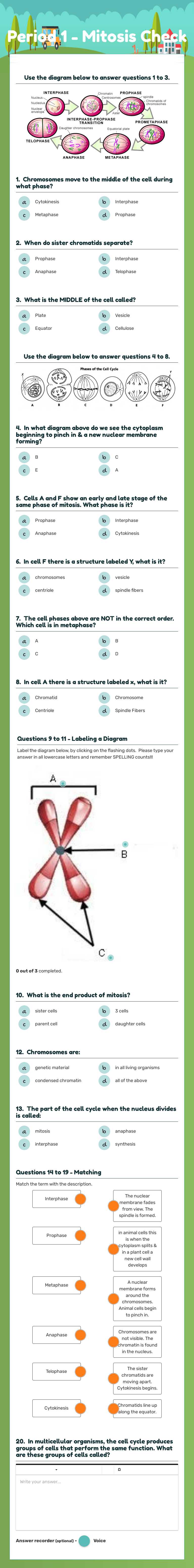 Period 1 - Mitosis Check worksheet preview image