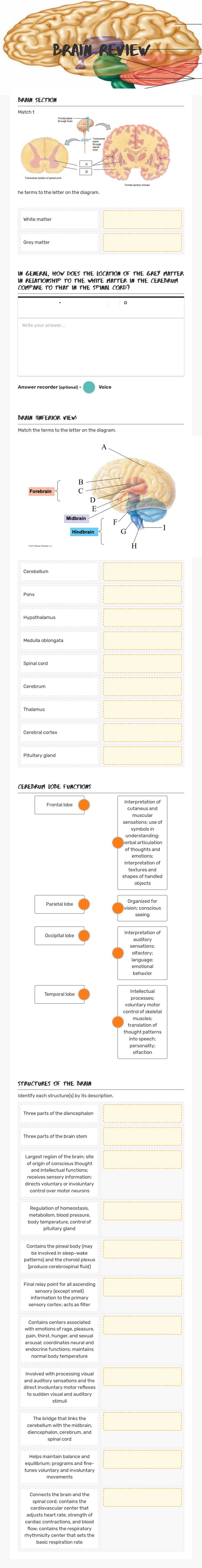 Brain Review Grade 11 worksheet preview