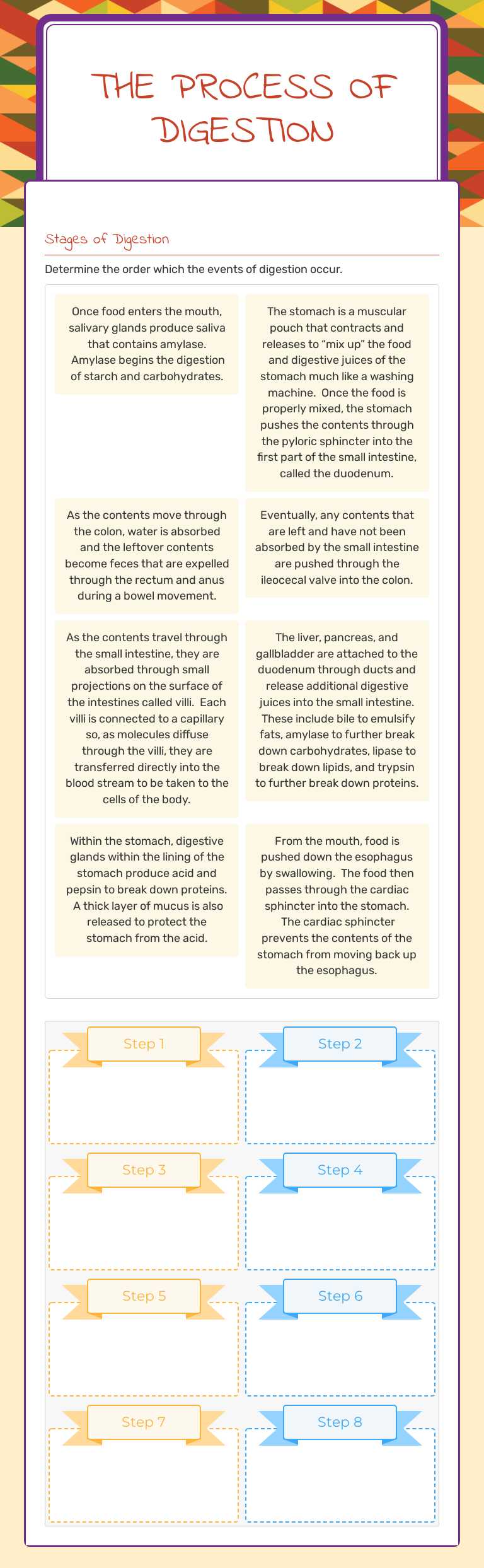 The Process of digestion Grade 11 worksheet preview