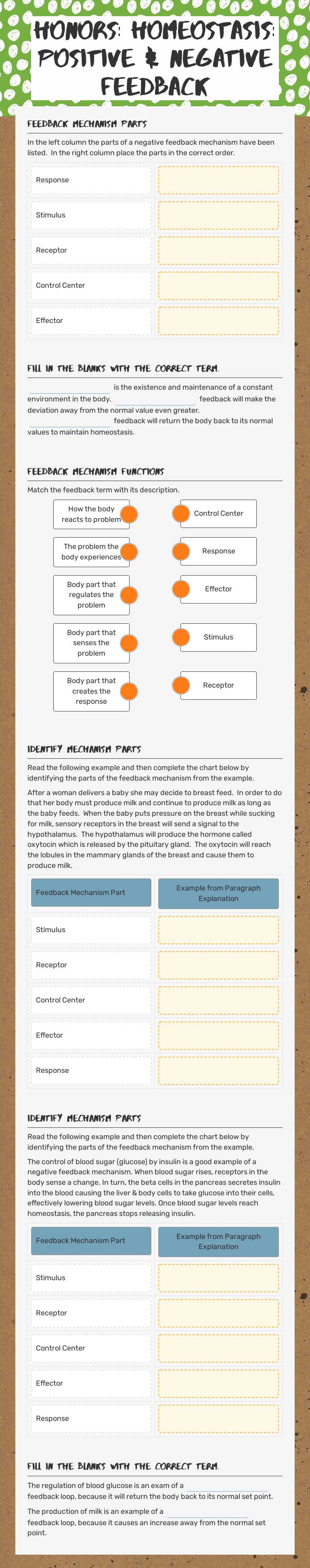Honors:  Homeostasis: Positive & Negative Feedback worksheet preview image