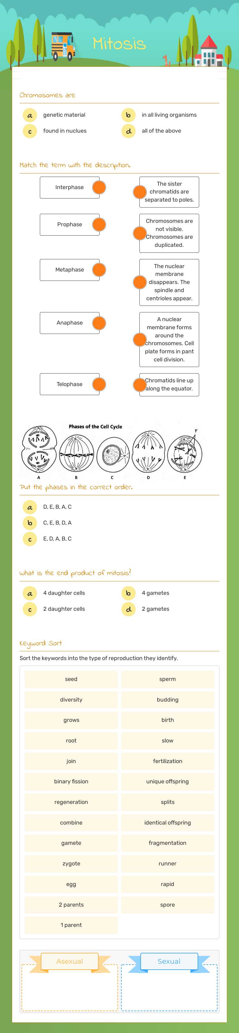 Mitosis Grade 7 worksheet preview