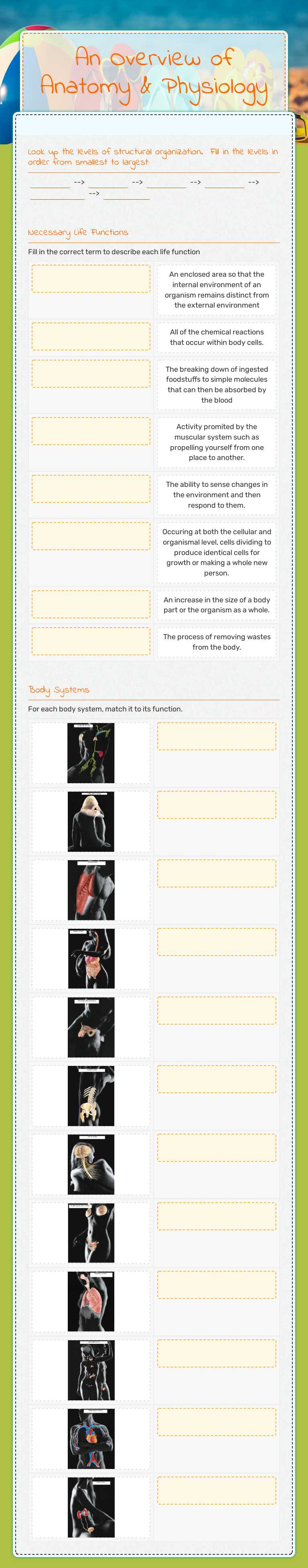 An Overview of Anatomy & Physiology Grade 11 worksheet preview