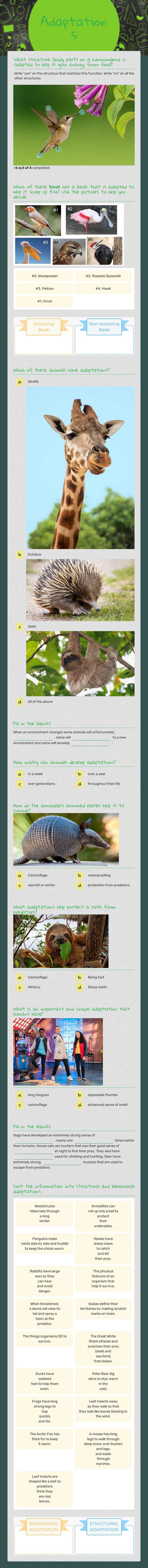 Adaptations worksheet preview image