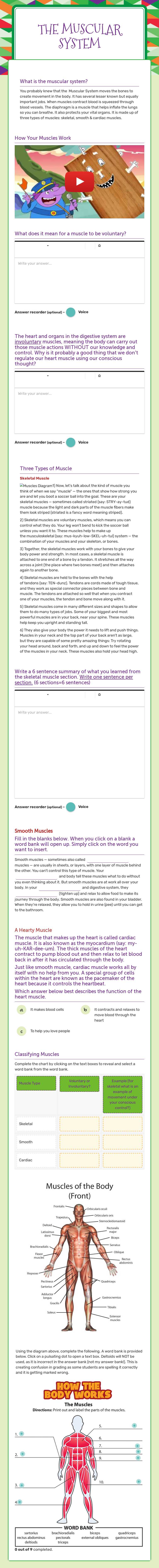 The Muscular System worksheet preview image