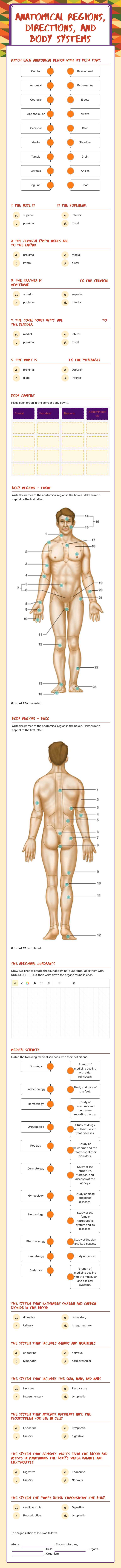 Anatomical REgions, Directions, and Body Systems Grade 10 worksheet preview